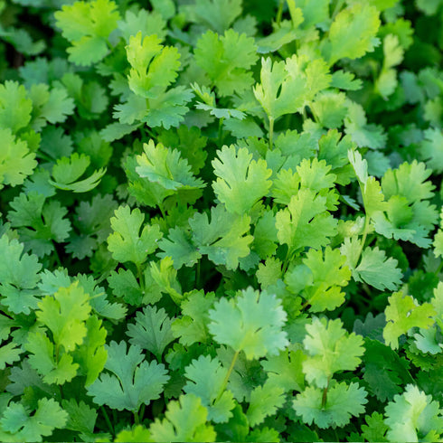 Coriander Herb Seeds